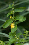 Mullein foxglove